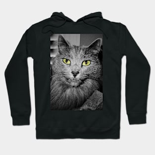 Stunning Green Eyed Cat Hoodie